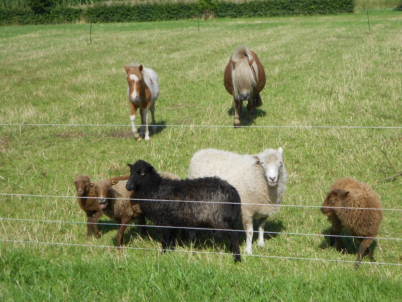 Dieren bij het Speelhuis