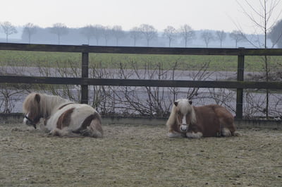Twee pony's die ontspannen liggen in de rijbak