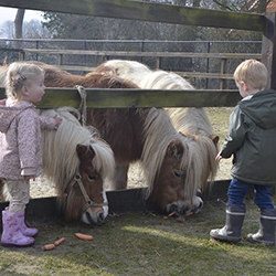 Kinderen voeren de pony's